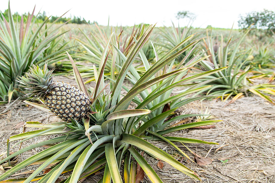 Getrocknete Ananas - süß und saftig